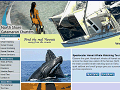 Hawaii Whale Watching